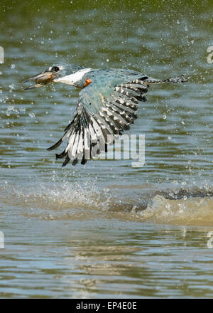 Beringt, Eisvogel (Megaceryl Torquata) wegfliegen mit seinen Fisch, Pixaim Fluss, Pantanal, Brasilien Stockfoto