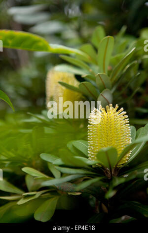 Eine gelbe protea sitzt im Vordergrund der anderen Blumen. Stockfoto