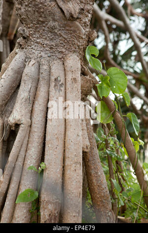 Wurzeln aus einer Pandanus Tectorius wissen auch als Hala Baum in Australien. Stockfoto