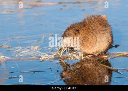 Bisamratte Ondatra Zibethicus, mit Reflexion, nagt an einem Reed-Stamm in einem Sumpf in der Nähe von Big Lake, Alberta Stockfoto