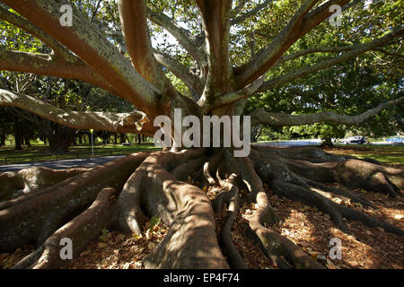 North Island, Neuseeland, Auckland, Auckland Domain, Moreton Feigenbaum (Ficus Macrophylla) Stockfoto