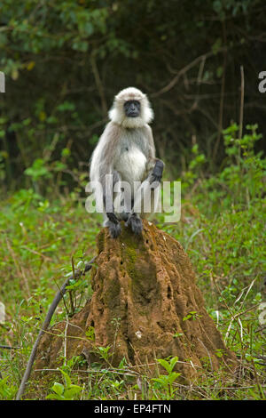 Hanuman-Languren (Semnopithecus Entellus) im Kabini Nationalpark, Karnataka, Indien Stockfoto