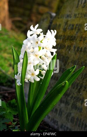 Hyazinthe Stockfoto