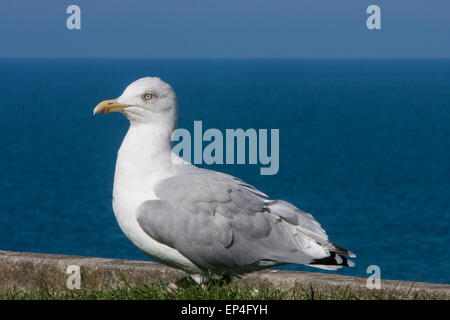 Möwe, Möwe, Möwen, oben Dünenwanderungen Sand Strand von Perranporth, einem beliebten Badeort in Nord Cornwall, England.  © Paul Quayle Stockfoto