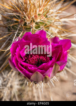 Igel-Rosa blühenden Kaktus, Superstition Wilderness Area, erste Wasser Trailheaad, Arizona. Stockfoto