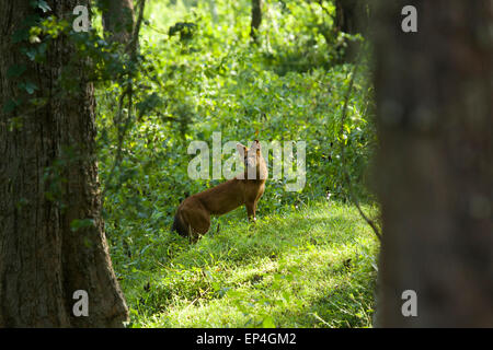 Asiatischer Wildhund, Cuon Alpinus, Bandipur National Park, Western Ghats, Indien Stockfoto