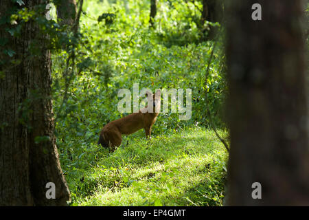 Asiatischer Wildhund, Cuon Alpinus, Bandipur National Park, Western Ghats, Indien Stockfoto