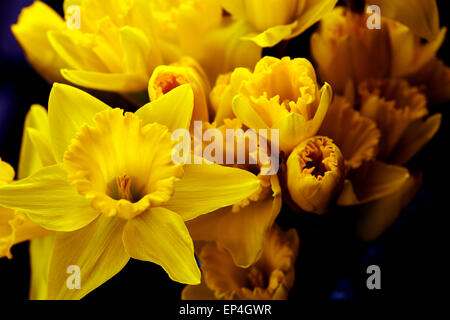Eine Reihe von gelben Narzissen in Vase auf schwarz violetten Hintergrund isoliert Stockfoto