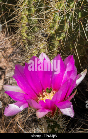 Rosa blühende Igel (Echinocereus Fasciculatus) Kaktusblüten, des Holländers Trail aus ersten Wasser, Superstition Wilderness Stockfoto