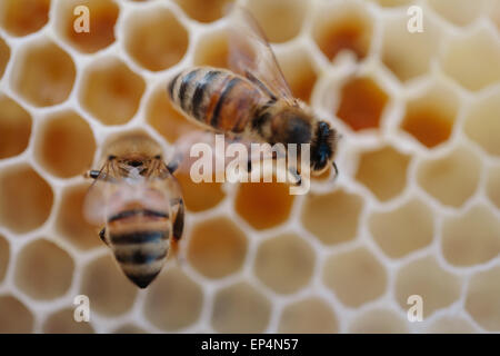 Zwei Bienen auf Wachs Stockfoto