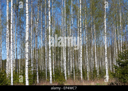 gemeinsamen Birkenstämmen, Finnland Europa Stockfoto