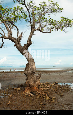 Mangroven-Baum. Stockfoto