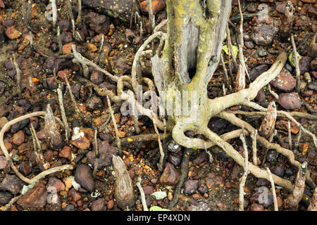 Wurzeln der jungen Mangroven-Baum in Kambodscha am Meer Bank. Stockfoto