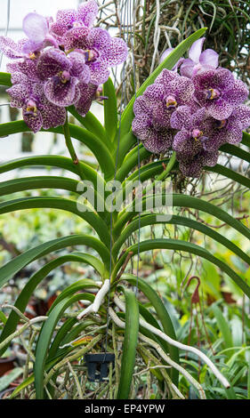 Grossraeschen, Deutschland. 8. April 2015. Eine Orchidee, trägt den botanischen Namen Vanda Gorden Dillon Blue, Blüten im Gewächshaus von Orchideen Züchter Hans-Joachim Wlodarczyk in Grossraeschen, Deutschland, 8. April 2015. Foto: Patrick Pleul/Dpa/Alamy Live News Stockfoto