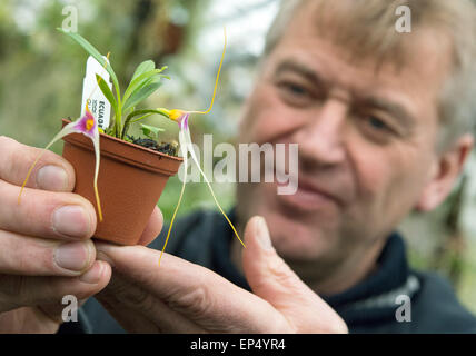 Grossraeschen, Deutschland. 8. April 2015. Orchideen-Züchter Hans-Joachim Wlodarczyk hält eine Orchidee, trägt den botanischen Namen Masdevallia, in Grossraeschen, Deutschland, 8. April 2015. Foto: Patrick Pleul/Dpa/Alamy Live News Stockfoto