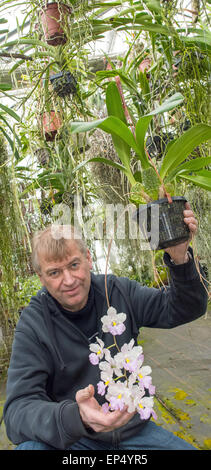 Grossraeschen, Deutschland. 8. April 2015. Orchideen-Züchter Hans-Joachim Wlodarczyk steht in seinem Gewächshaus und hält eine Orchidee, die Durchführung der botanische Name Cuitlauzina Pendel in Grossraeschen, Deutschland, 8. April 2015. Foto: Patrick Pleul/Dpa/Alamy Live News Stockfoto