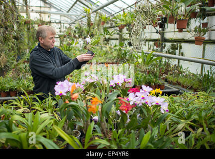 Grossraeschen, Deutschland. 8. April 2015. Orchideen-Züchter Hans-Joachim Wlodarczyk steht in seinem Gewächshaus und hält eine Orchidee, die den botanischen Namen Cattleya-Hybride, in Grossraeschen, Deutschland, 8. April 2015. Foto: Patrick Pleul/Dpa/Alamy Live News Stockfoto