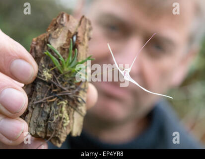 Grossraeschen, Deutschland. 8. April 2015. Orchideen-Züchter Hans-Joachim Wlodarczyk hält eine Orchidee, die Durchführung der botanische Name Trisetella Hoijerii, in Grossraeschen, Deutschland, 8. April 2015. Foto: Patrick Pleul/Dpa/Alamy Live News Stockfoto