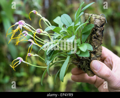 Grossraeschen, Deutschland. 8. April 2015. Orchideen-Züchter Hans-Joachim Wlodarczyk hält eine Orchidee, die Durchführung der botanische Name Masdevallia Estradae in Grossraeschen, Deutschland, 8. April 2015. Foto: Patrick Pleul/Dpa/Alamy Live News Stockfoto