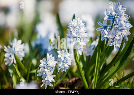 Frühling Blumen Scilla siberica Stockfoto