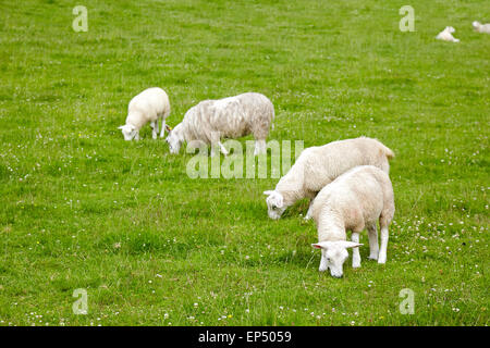 Schafe auf der Wiese Stockfoto