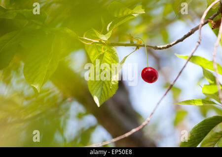 Kirsche hängen an einem Kirschbaum-Zweig Stockfoto