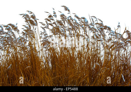 Trockene Kraut Schilf (Phragmites Communis), mit Getreide im Winter mit Schnee bedeckt. Stockfoto