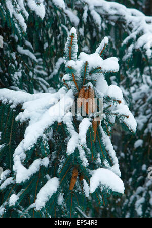 AST-Fichte (Picea Abies) mit Zapfen im Winter mit Schnee bedeckt. Stockfoto