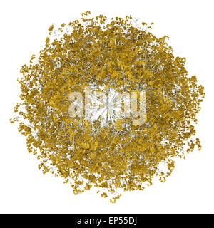 Ansicht von oben fallen Birke isoliert auf weiss Stockfoto