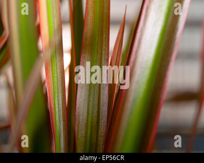 Fragment eines Blattes einer Palme (Dracaena Marginata Tricolor) Stockfoto