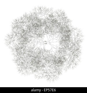 Draufsicht des Winters, die amerikanische Buche isoliert Stockfoto