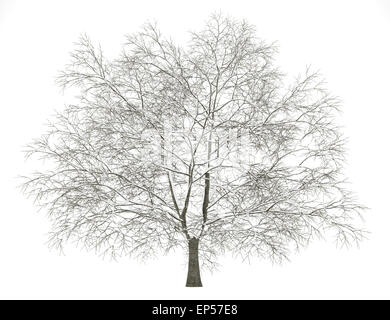 amerikanische Buche auf weiß isoliert Winter Stockfoto