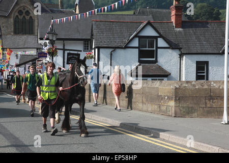 Pferde, die zu Fuß zur Arbeit durch das Zentrum von Llangollen, Nord-Wales. Sie ziehen Boote am Llangollen Kanal. Stockfoto