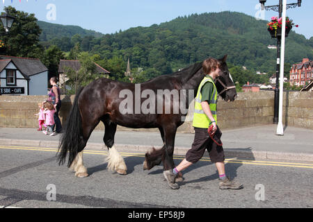 Ein Pferd, das Boote auf dem Llangollen Kanal zieht zu Fuß zur Arbeit durch das Zentrum von Llangollen, Nord-Wales. Stockfoto