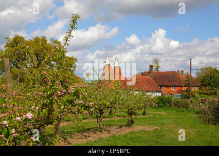 Malerische Oast Houses und Apple Blossom Kent, Großbritannien, England, Großbritannien, GB traditionelle Landschaft Kent. Typische Landschaft aus Kentisch. Oasthaus Kent. Stockfoto