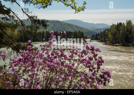 Rhododendron-Blüten über den Katun-Fluss. Altai-Gebirge, Sibirien, Russland Stockfoto