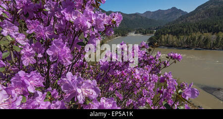 Rhododendron-Blüten über den Katun-Fluss. Altai-Gebirge, Sibirien, Russland Stockfoto