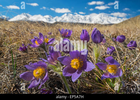 Blühende Mayflowers Pulsatilla in der Kurai Steppe. Tschuja Nordrange. Altai. Sibirien. Russland Stockfoto