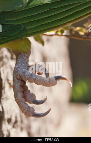 Rose-beringt oder Ring-necked Parakeet (geflohen waren).  Nahaufnahme linken Fuß, zeigt zwei zentrale Zehen mit Blick auf zwei zurück vorwärts Stockfoto