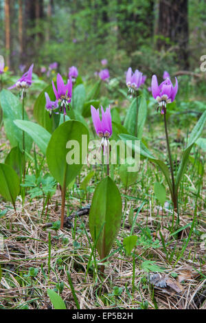 Blühende Fawn Lilien in der sibirischen Taiga. Altai, Sibirien, Russland Stockfoto