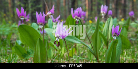 Blühende Fawn Lilien in der sibirischen Taiga. Altai, Sibirien, Russland Stockfoto