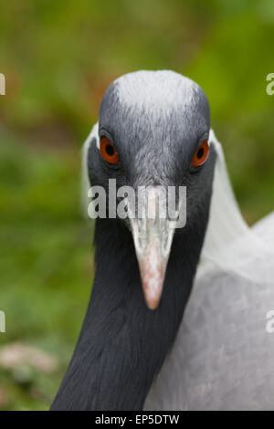 Demoiselle Kran (Anthropoides Virgo). Kopf zu sehen, einer erwachsenen Frau Vogel, Inkubation. Geschlechter gleichermaßen. Stockfoto