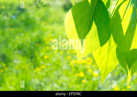 Grüne Pappel Blätter auf defokussierten Blumenkarte Stockfoto