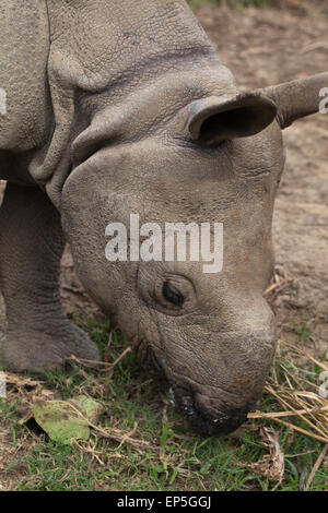 Mehr ein-gehörnte asiatische oder indische Rhinozerus (Rhinoceros Unicornis).  Vier Jahre alt, unreif, Jungtier. Horn zu wachsen. Stockfoto