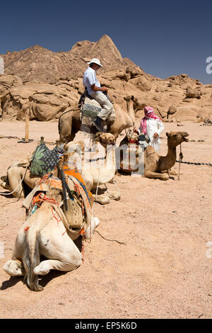 Ägypten, Sinai, Sharm el Sheikh, Nabq Nationalpark, Beduinen geben touristische Kamel reiten Stockfoto