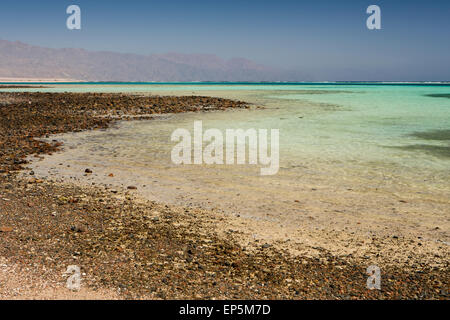 Ägypten, Sinai, Sharm el Sheikh, Nabq Nationalpark, verwalteten Ressource Schutzgebiet, Red Sea shore Stockfoto