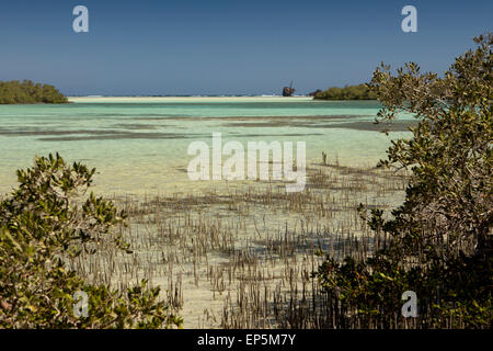 Ägypten, Sinai, Sharm el Sheikh, Nabq Nationalpark, Mangrove Avicennia Marina in Untiefen Stockfoto