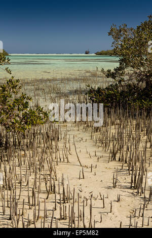 Ägypten, Sinai, Sharm el Sheikh, Nabq Nationalpark, Mangrove Avicennia Marina in Untiefen Stockfoto