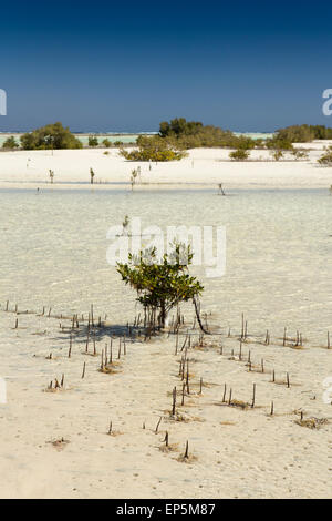 Ägypten, Sinai, Sharm el Sheikh, Nabq Nationalpark, Mangrove Avicennia Marina in Untiefen Stockfoto