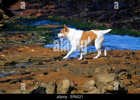 Kleiner Hund spielen in tidal Pool im Meer Dorf von Scarborough in der Nähe von Cape Town, Südafrika. Stockfoto